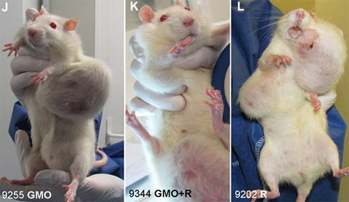 Rats, GMO Corn, RoundUp